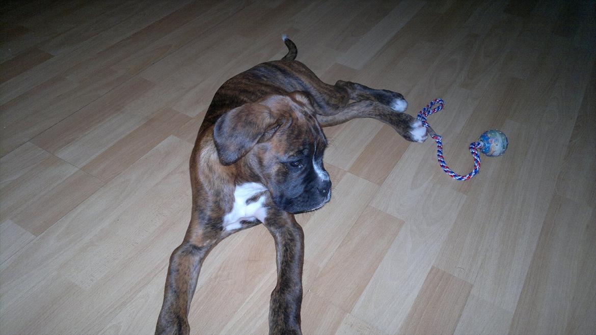 Boxer sally billede 11