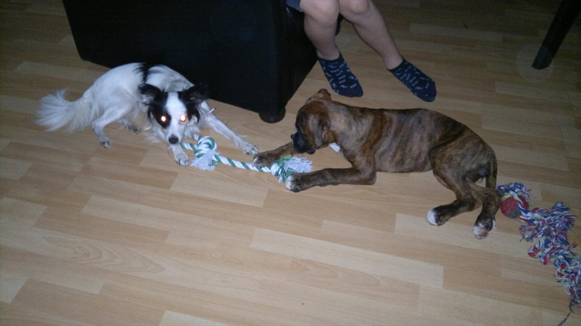 Boxer sally billede 12