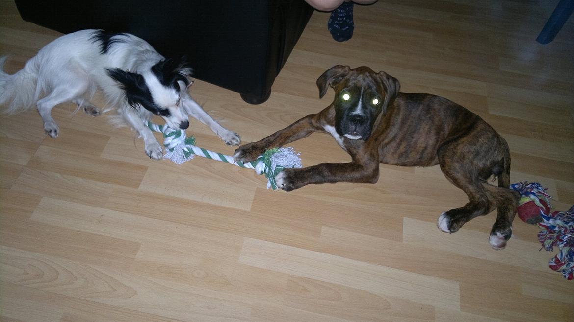 Boxer sally billede 13