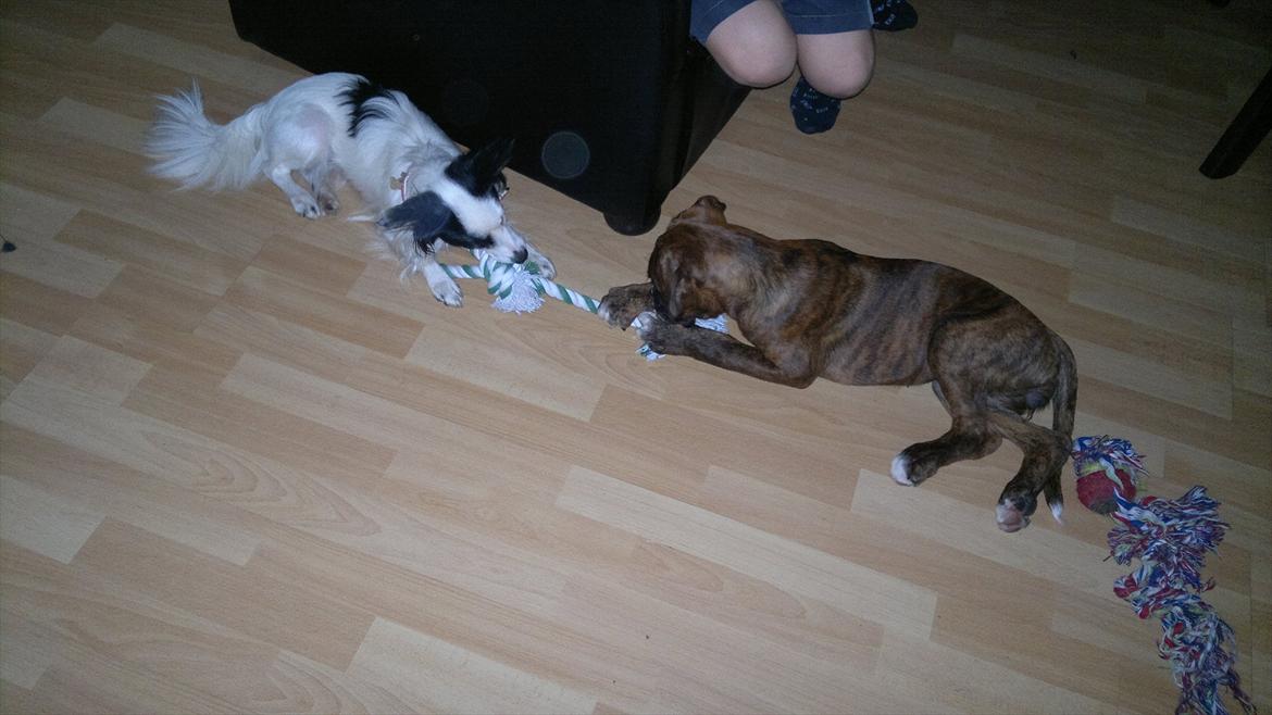 Boxer sally billede 14