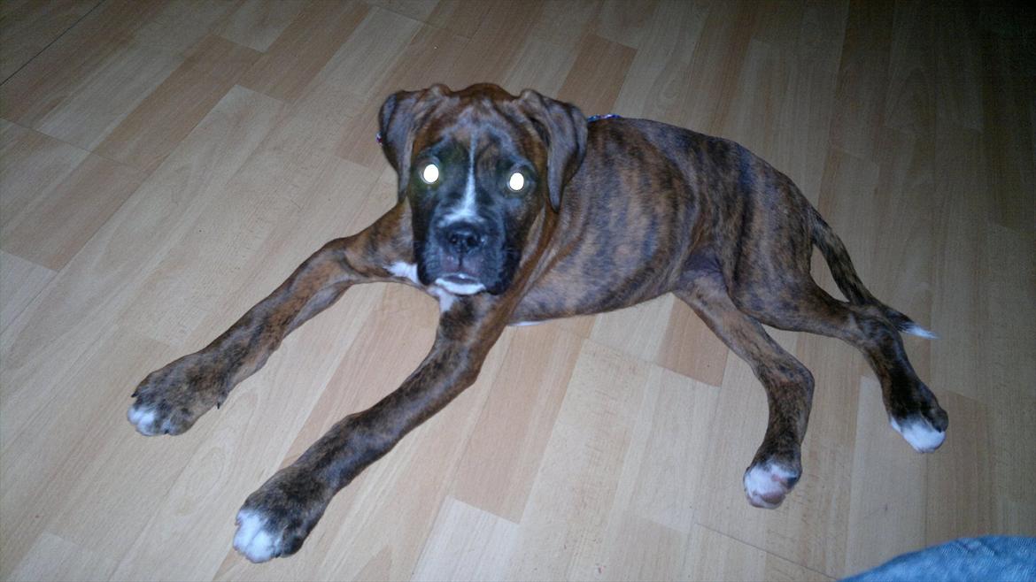 Boxer sally billede 16