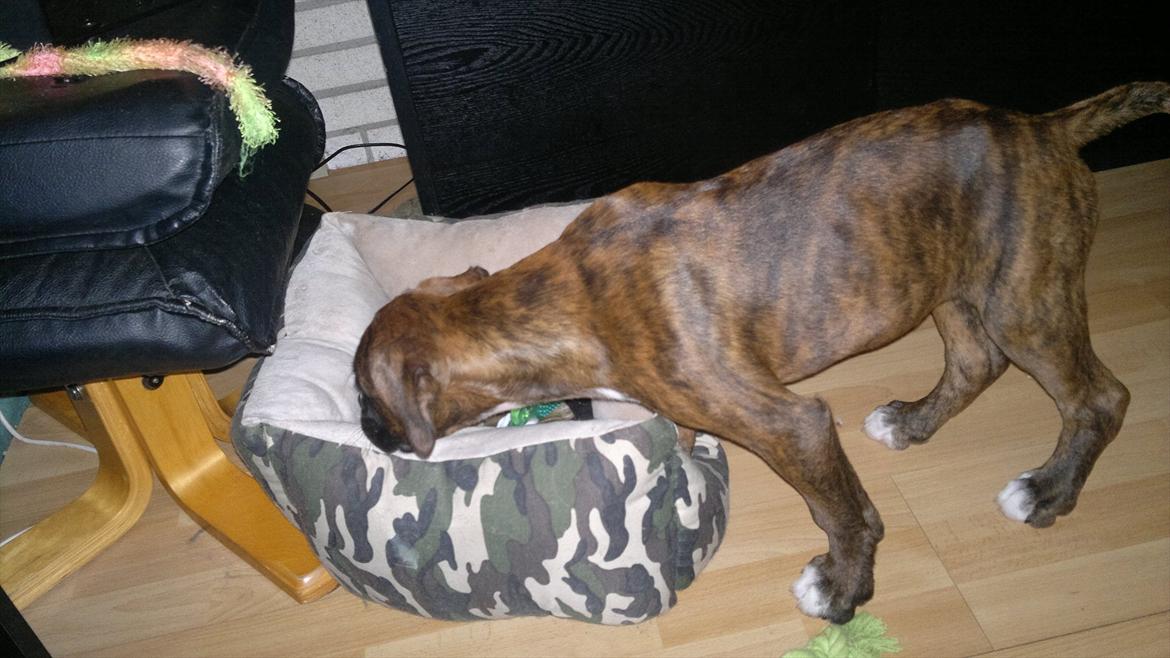 Boxer sally billede 17