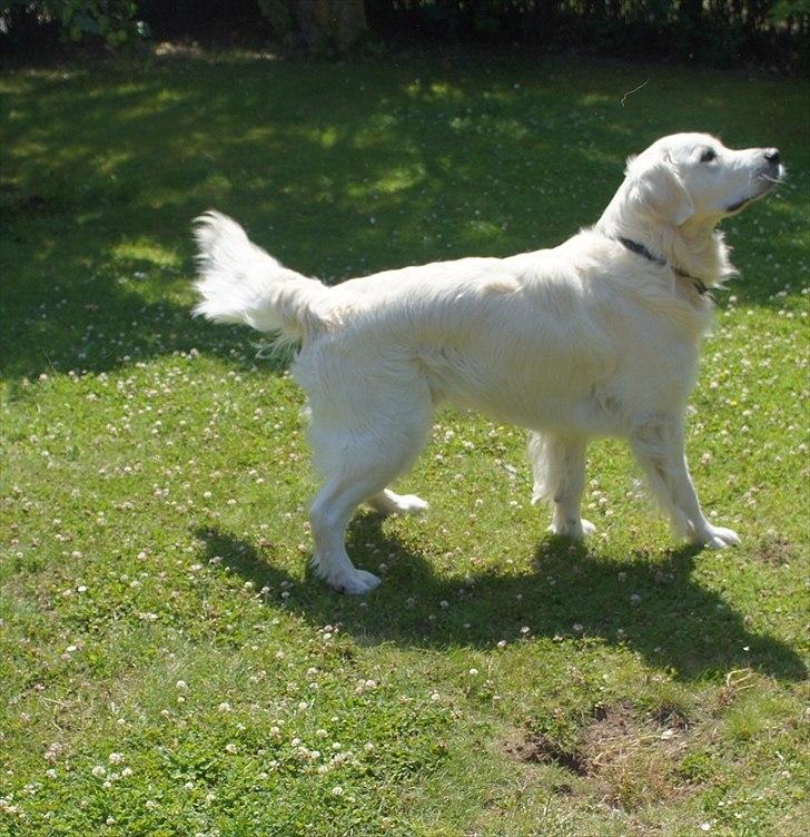 Golden retriever | Buller billede 3
