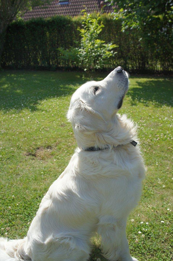 Golden retriever | Buller billede 6