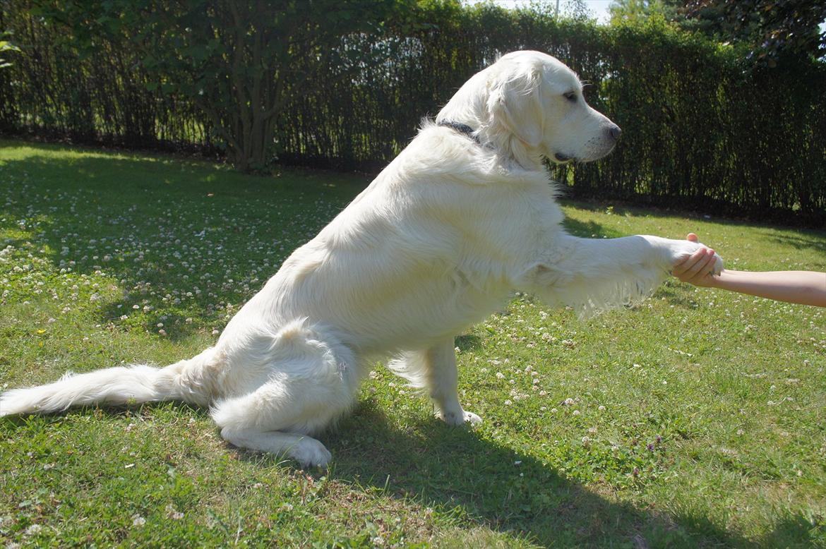 Golden retriever | Buller billede 8