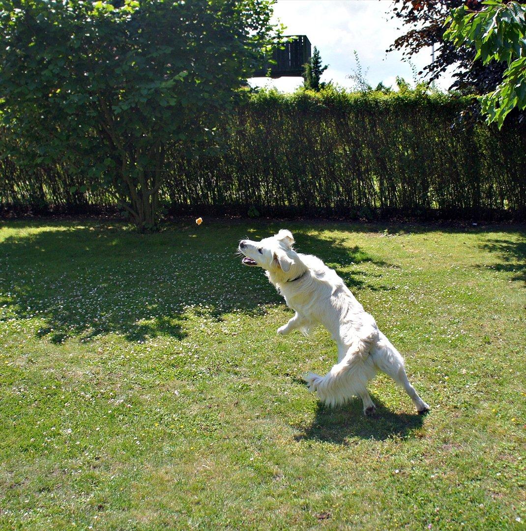Golden retriever | Buller - Hahahahahah, Buller prøver at fange det lille stykke brød :-D. billede 10
