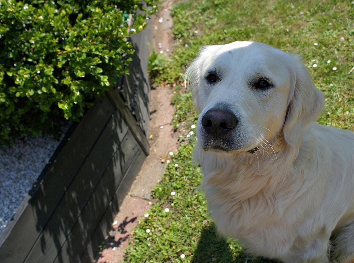 Golden retriever | Buller - Smukke smukke Buller!<3. billede 1