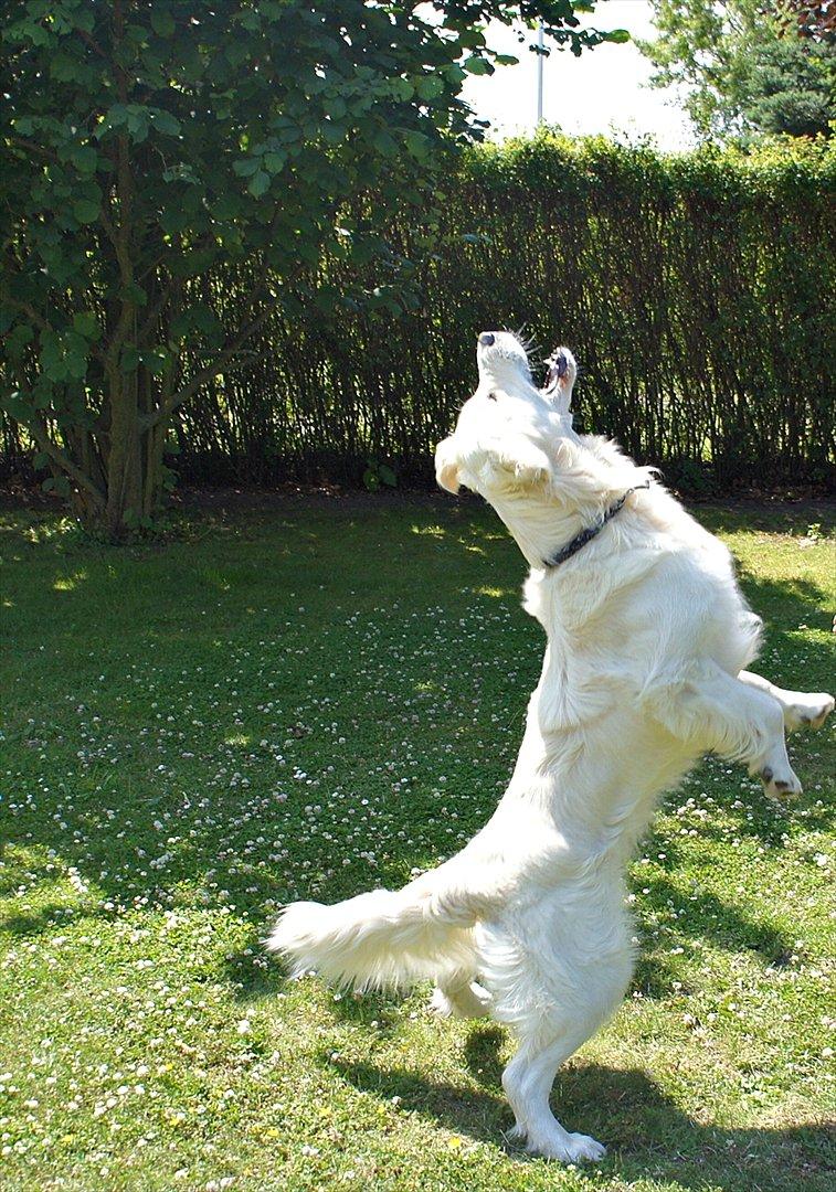 Golden retriever | Buller billede 12