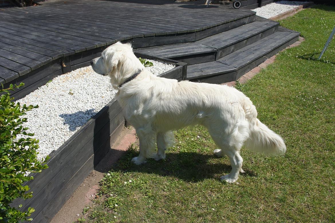 Golden retriever | Buller billede 14