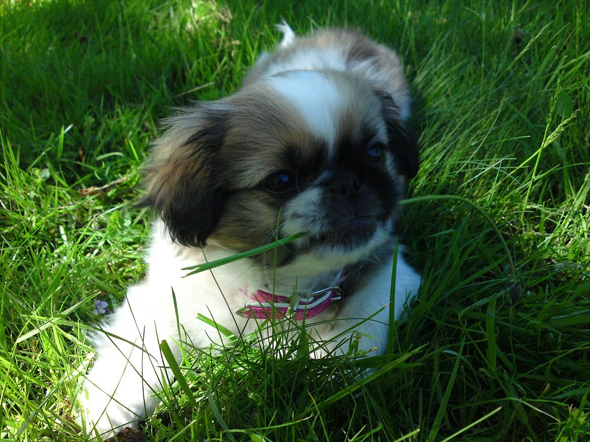 Pekingeser Berta - hygge i haven billede 6