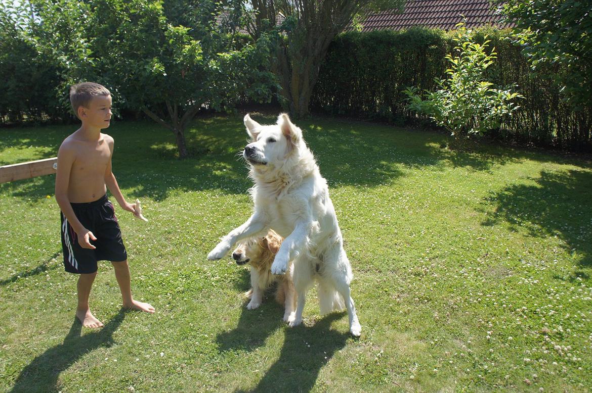 Golden retriever | Buller - Hahahahah, syntes det er et lidt morsomt billed:-D. billede 16