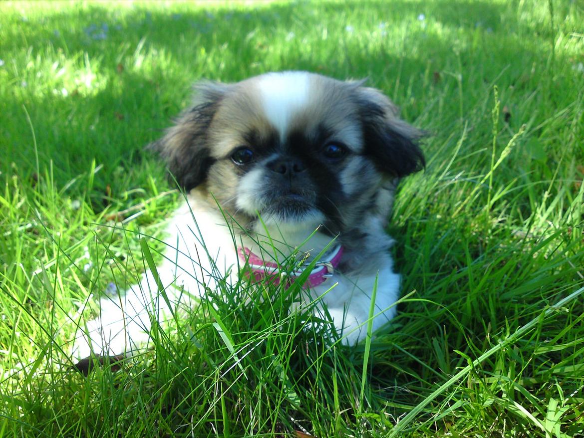 Pekingeser Berta billede 7
