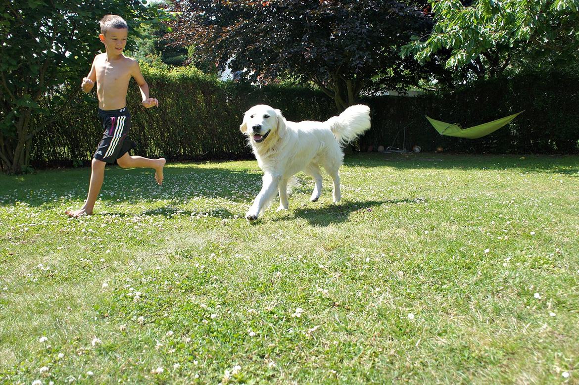 Golden retriever | Buller - Buller leger med min lillebror :-D. billede 4