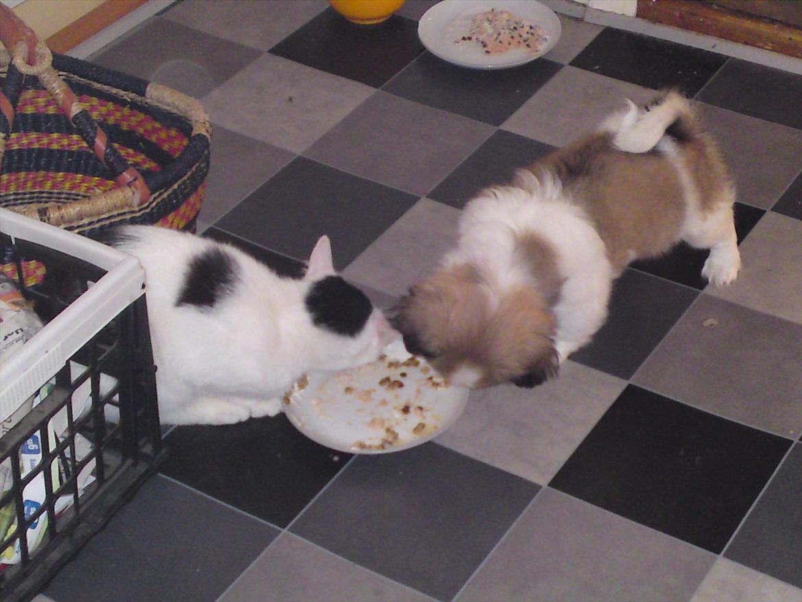 Pekingeser Berta - spiser sammen med katten. hyggeligt billede 8