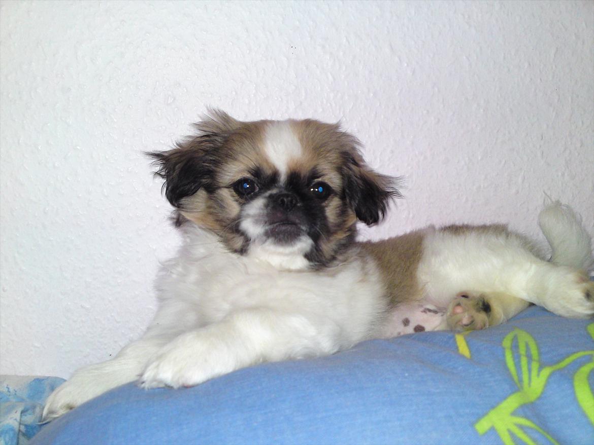 Pekingeser Berta - min egen pude i sengen mellem mor og far  billede 9