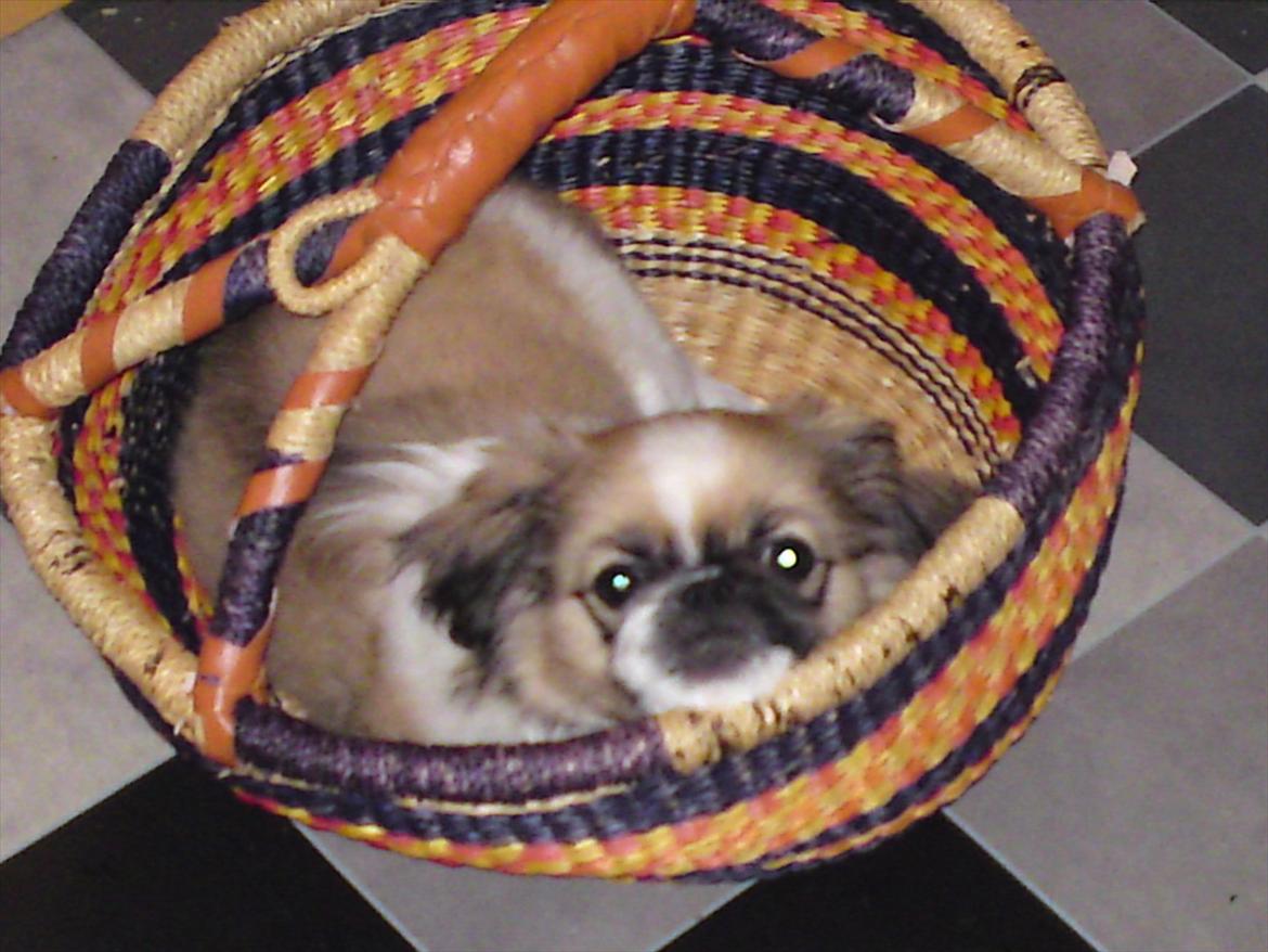 Pekingeser Berta - hey der stod da lige en kurv jeg kunne ligge i billede 10