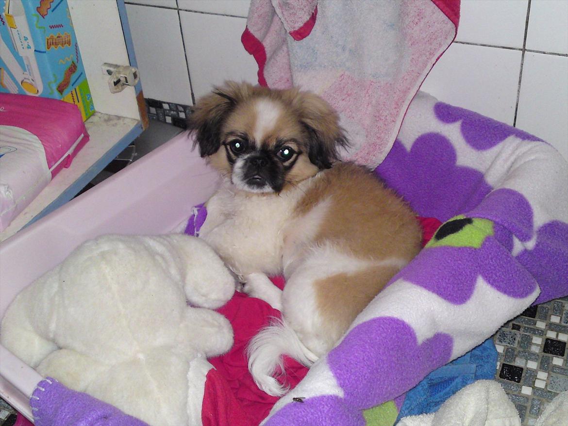 Pekingeser Berta billede 11