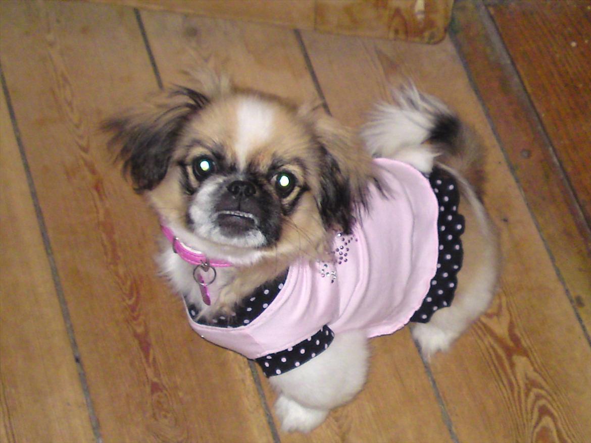 Pekingeser Berta - se min fine kjole... øv og jeg må ikke få flere. billede 12