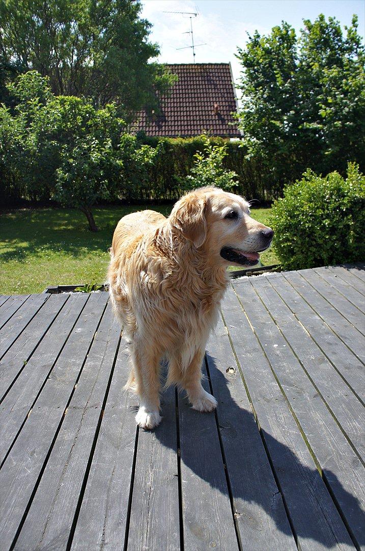 Golden retriever | Malde billede 3