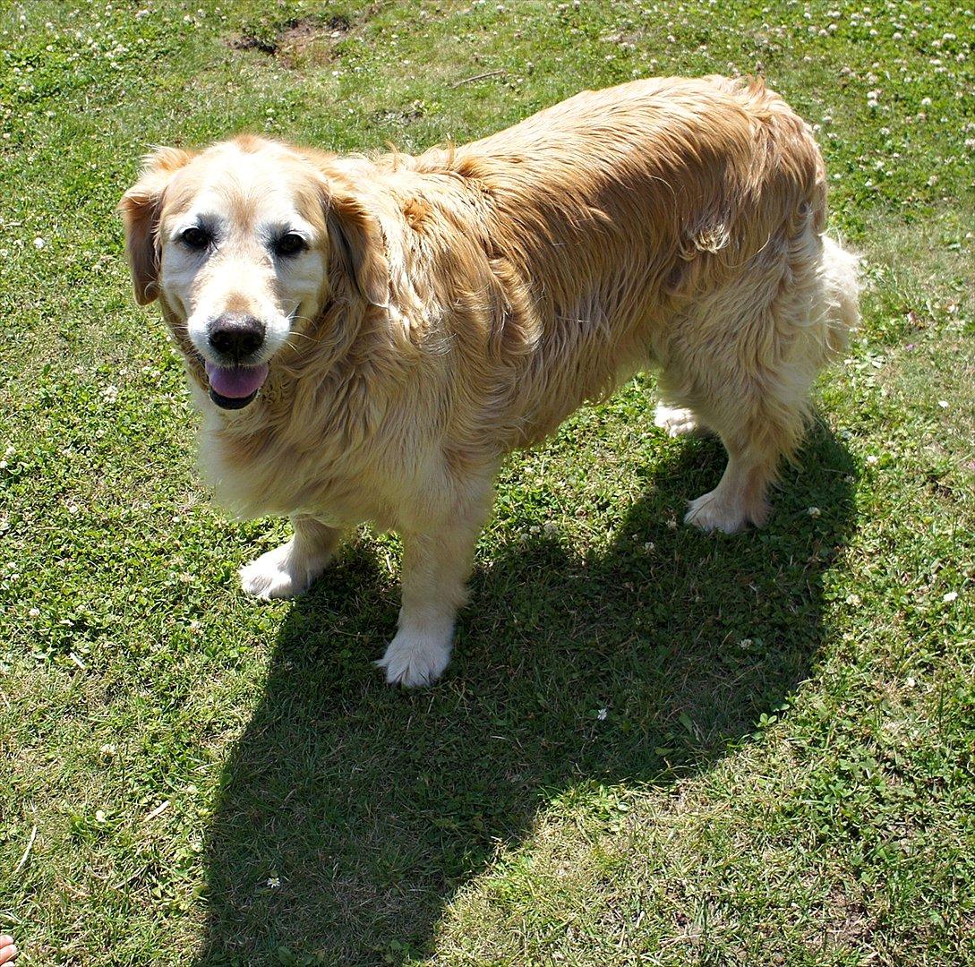 Golden retriever | Malde billede 13