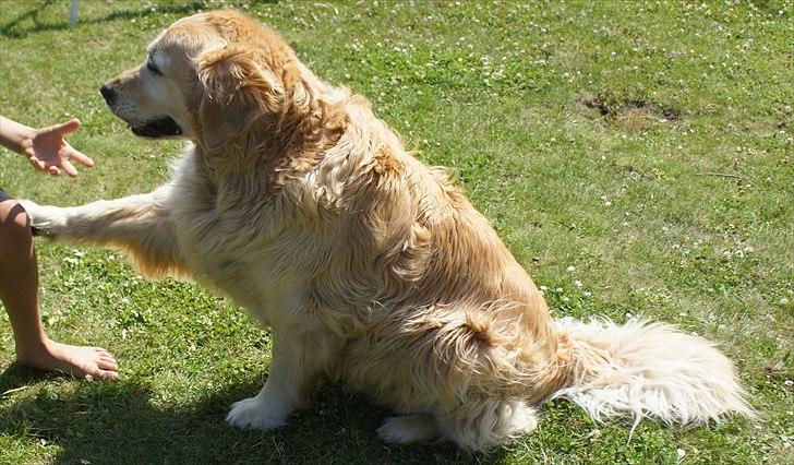 Golden retriever | Malde billede 10