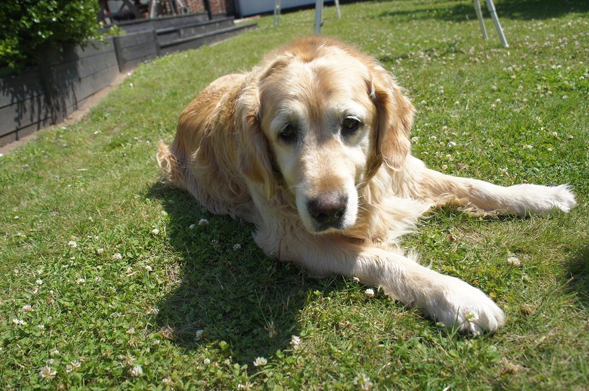 Golden retriever | Malde billede 7