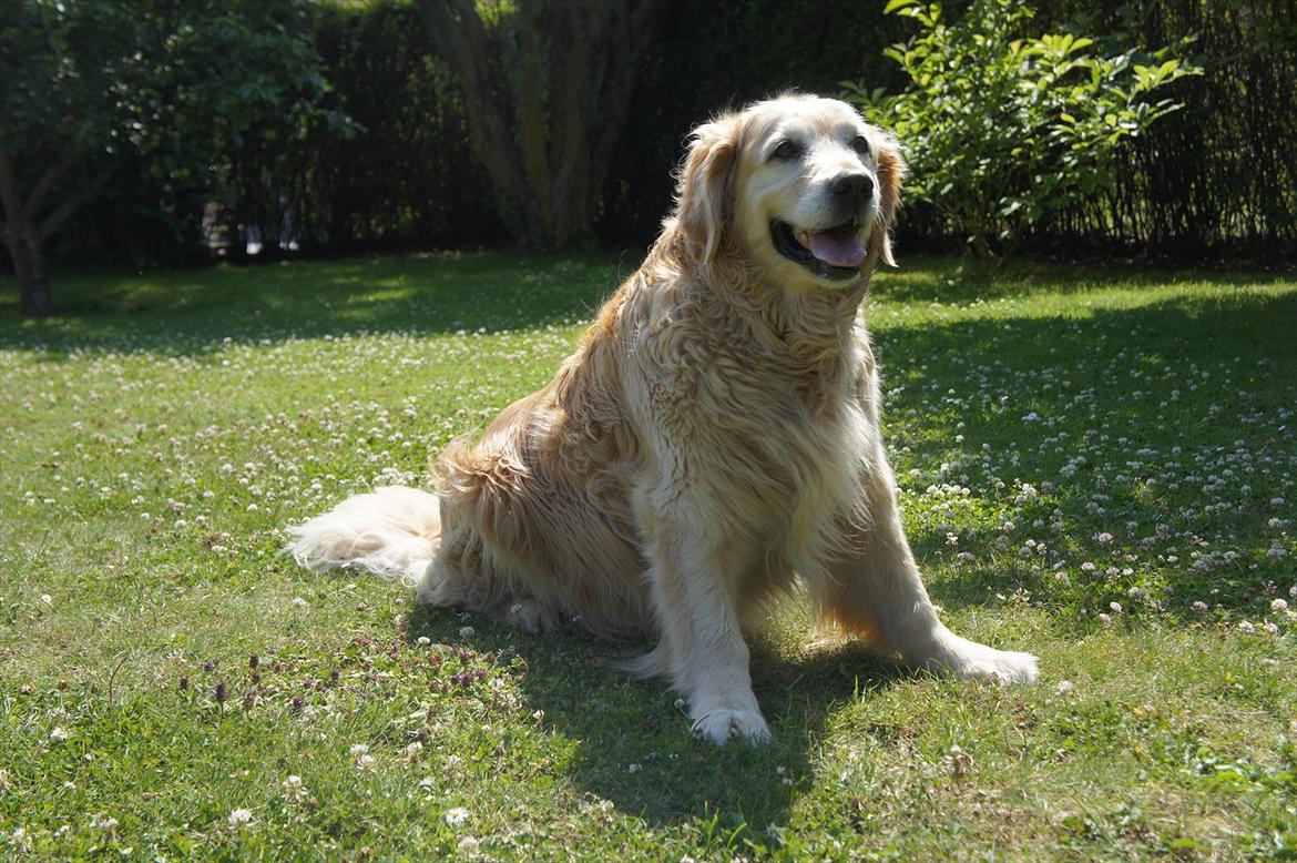 Golden retriever | Malde billede 1