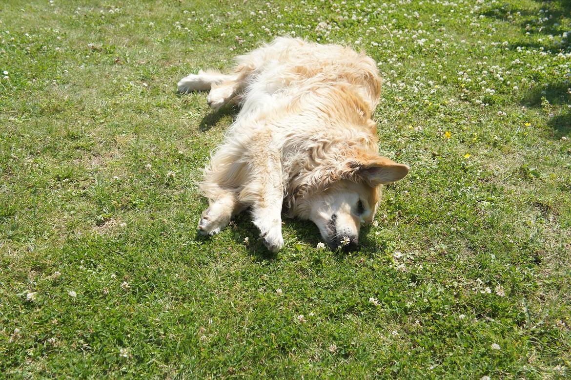 Golden retriever | Malde billede 11