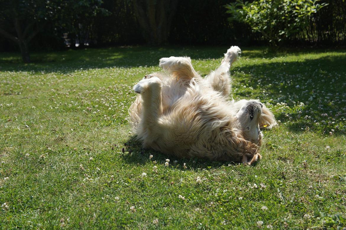 Golden retriever | Malde billede 4