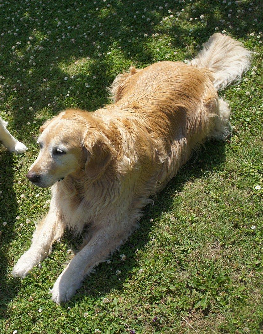 Golden retriever | Malde billede 6