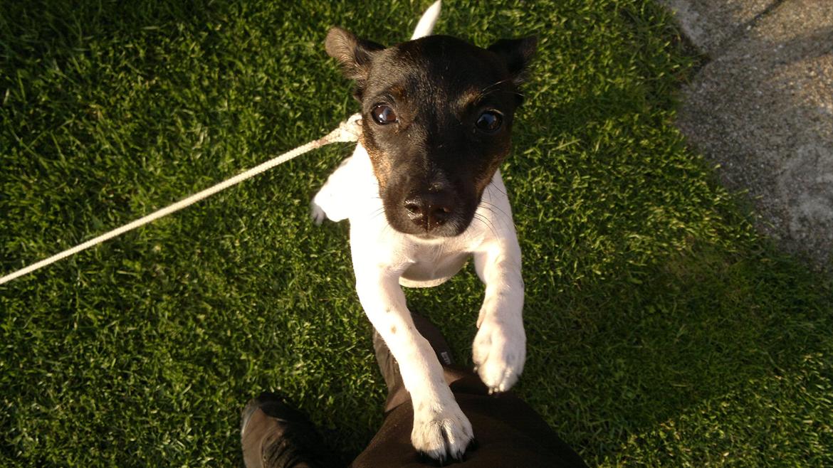 Dansk svensk gaardhund Shila - Moar, jeg vil op..! billede 4