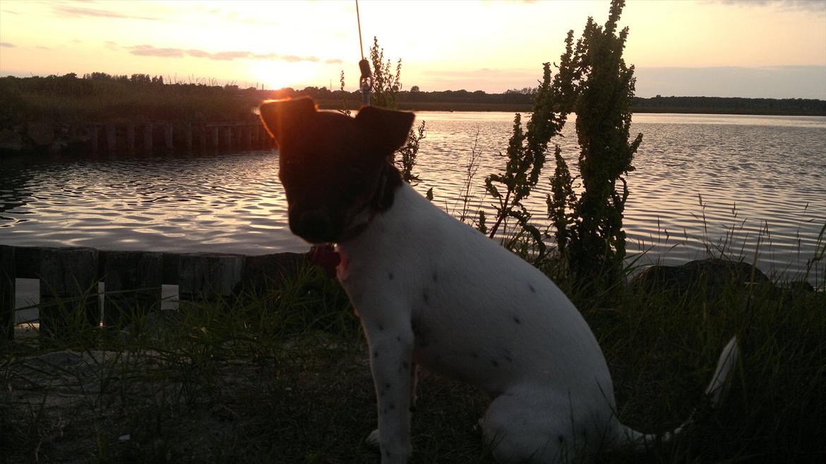 Dansk svensk gaardhund Shila - Aftentur i Asaa billede 5