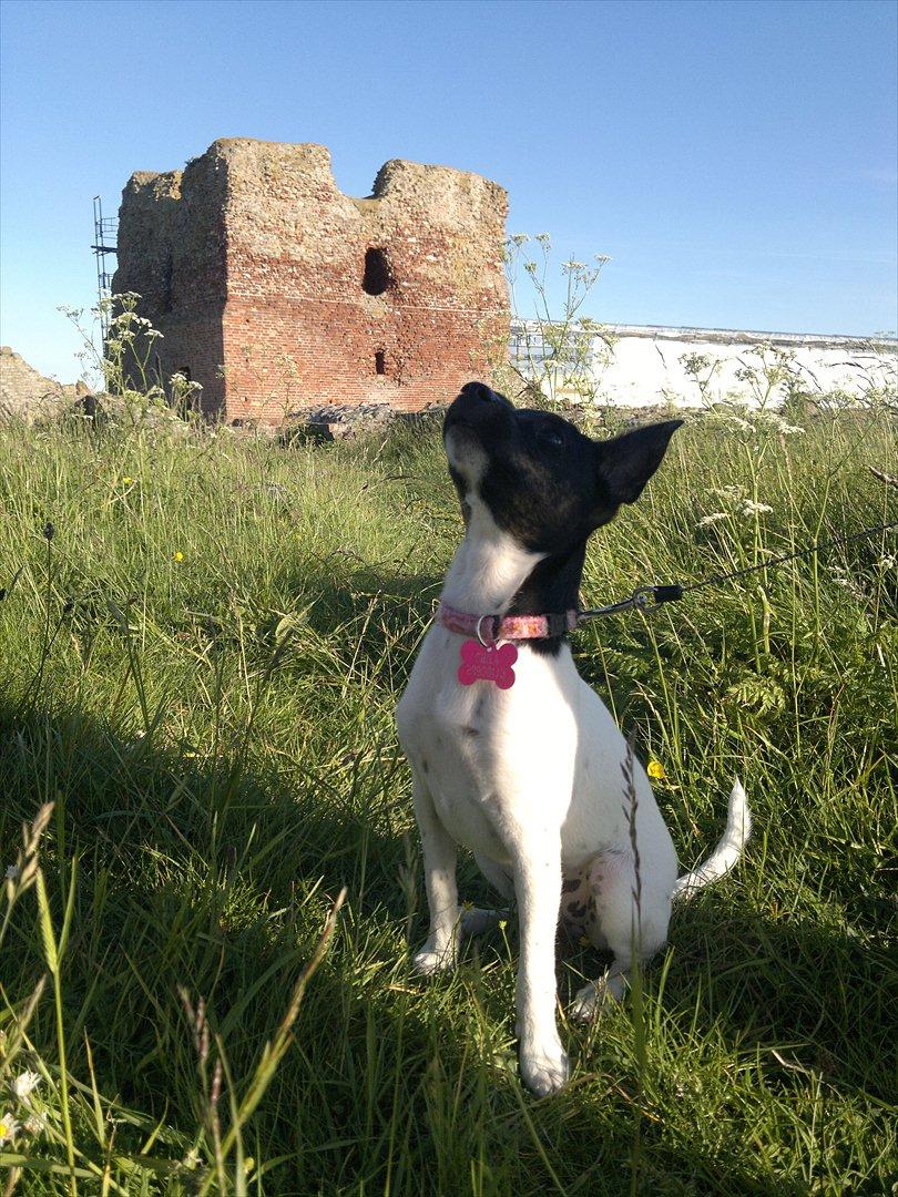 Dansk svensk gaardhund Shila billede 6