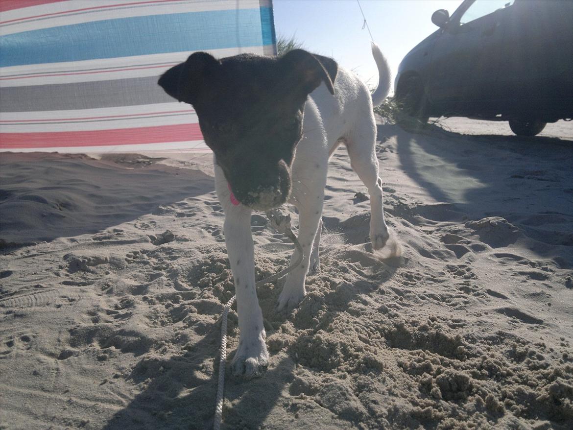Dansk svensk gaardhund Shila - Første gang på stranden.. Sjovt :) billede 7