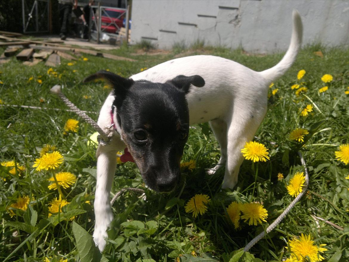 Dansk svensk gaardhund Shila - *Mmm haven er så skøn, og se lige alle de sjove gule ting, som jeg ikke ved hvad er??* billede 1