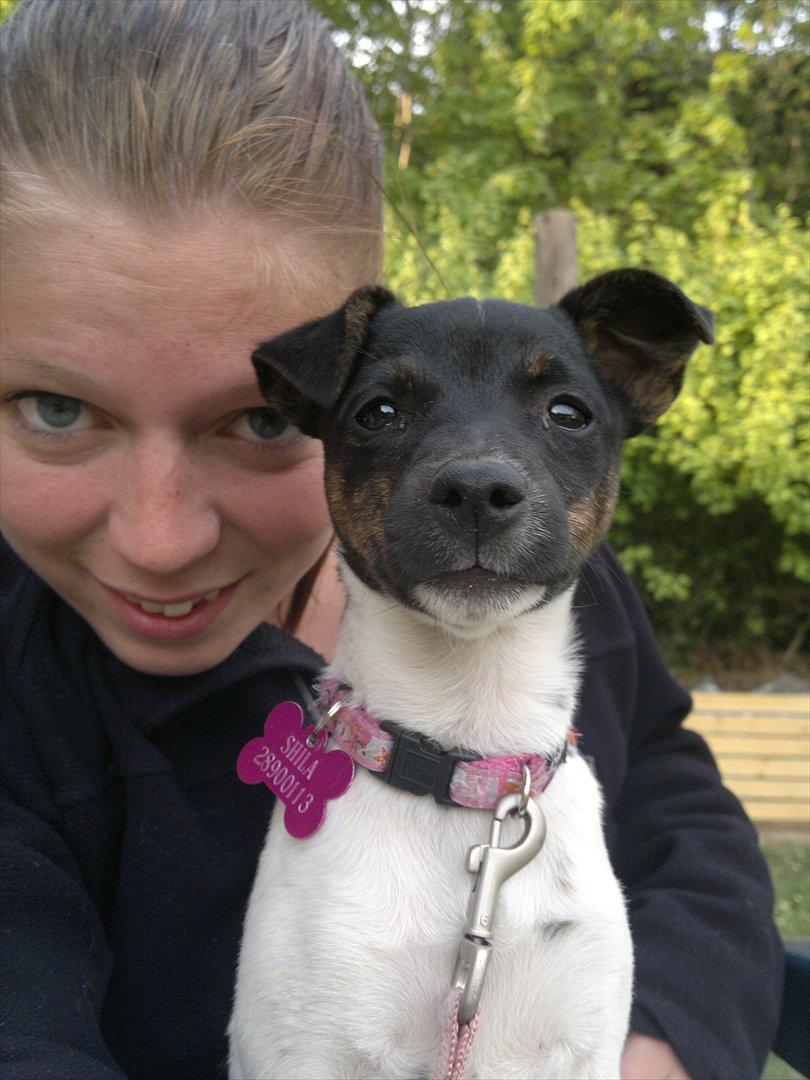 Dansk svensk gaardhund Shila billede 8