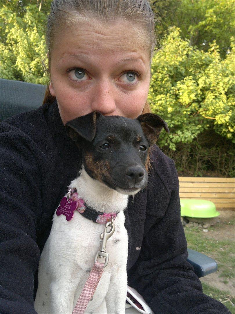 Dansk svensk gaardhund Shila billede 9