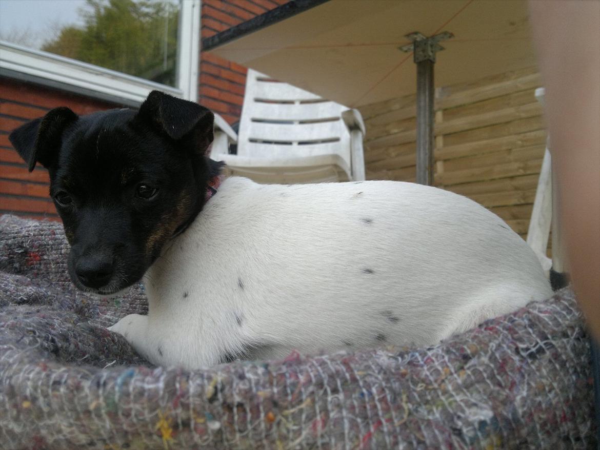 Dansk svensk gaardhund Shila billede 10