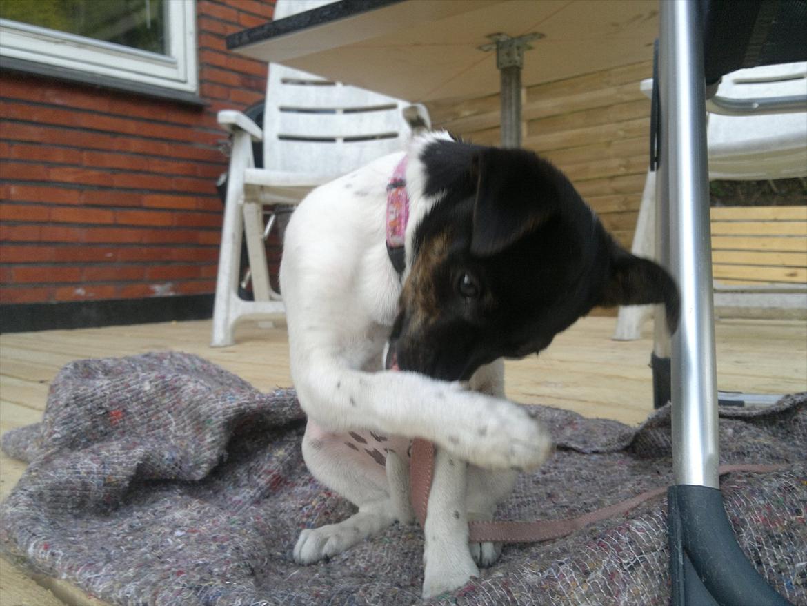 Dansk svensk gaardhund Shila billede 11