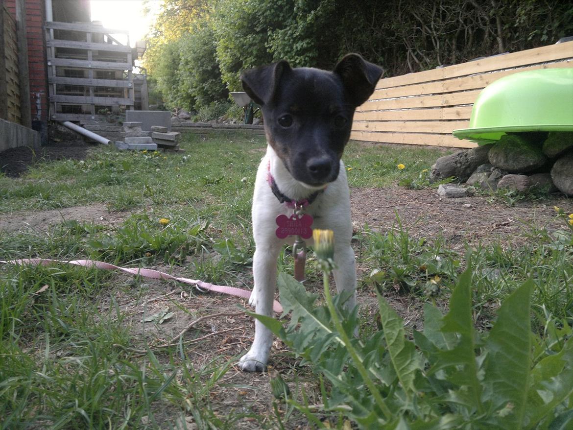 Dansk svensk gaardhund Shila billede 13