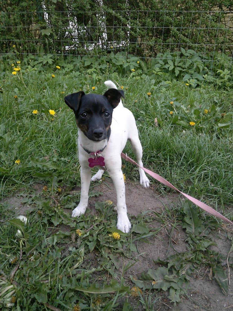 Dansk svensk gaardhund Shila billede 14