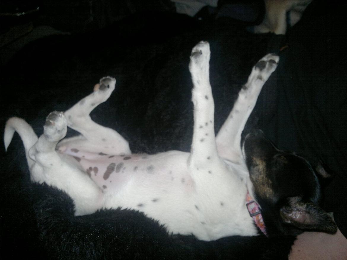 Dansk svensk gaardhund Shila - Sover med benene opad?? billede 15