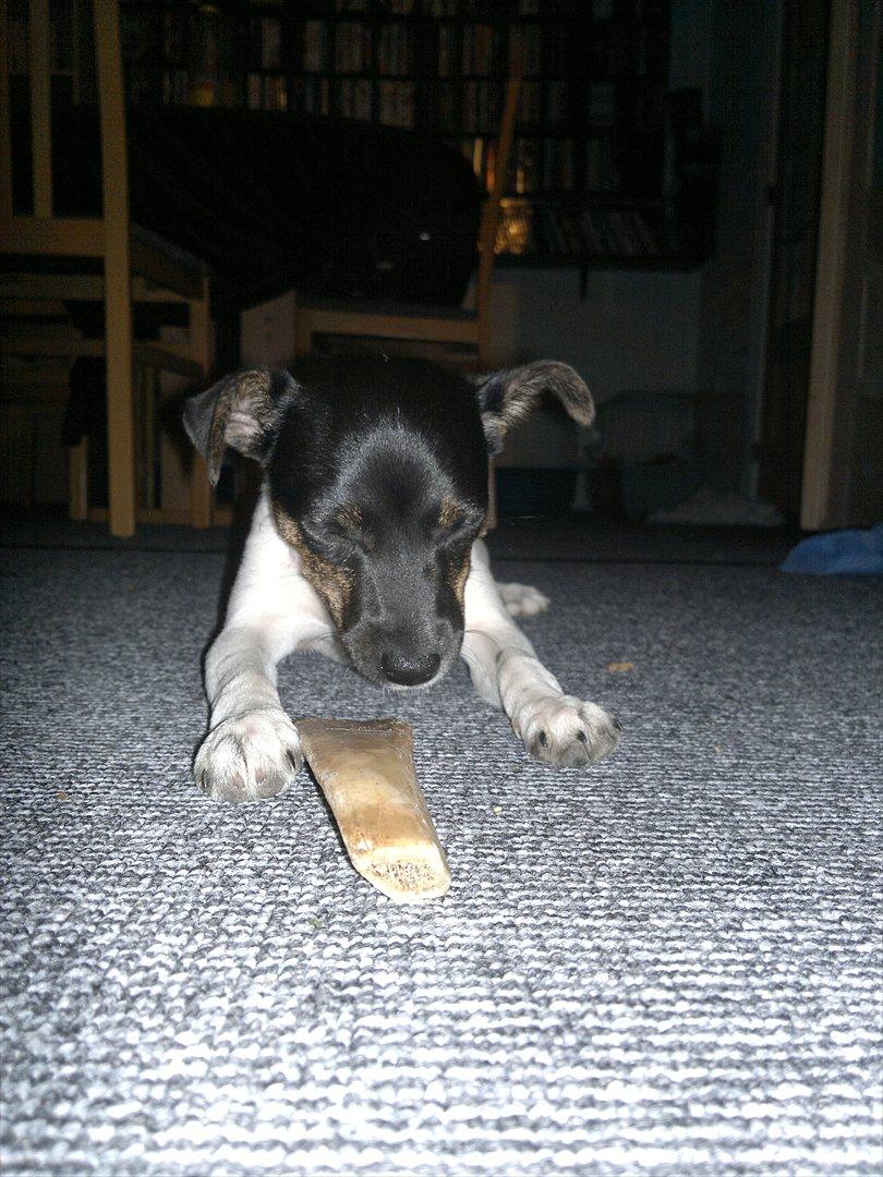 Dansk svensk gaardhund Shila - Det er simpelhen så trættende at lege.. billede 16