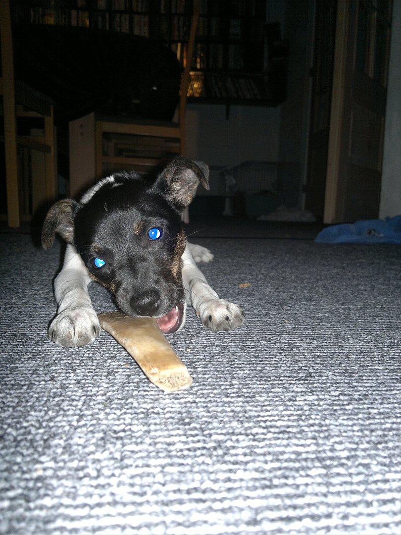 Dansk svensk gaardhund Shila billede 17