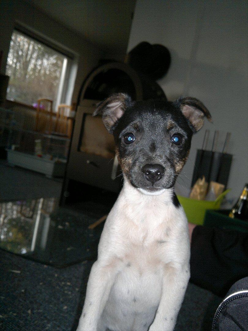 Dansk svensk gaardhund Shila billede 2