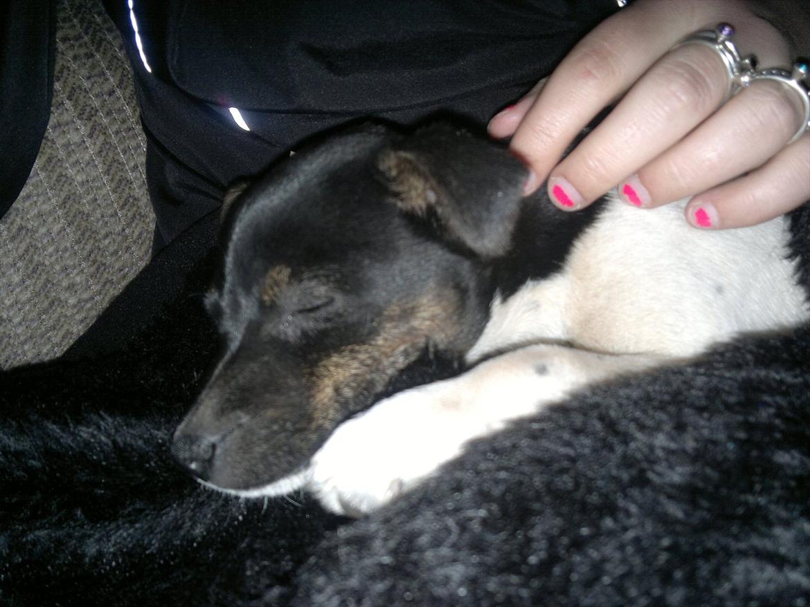 Dansk svensk gaardhund Shila billede 18