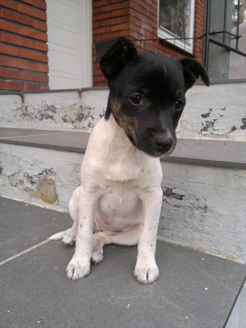 Dansk svensk gaardhund Shila billede 19