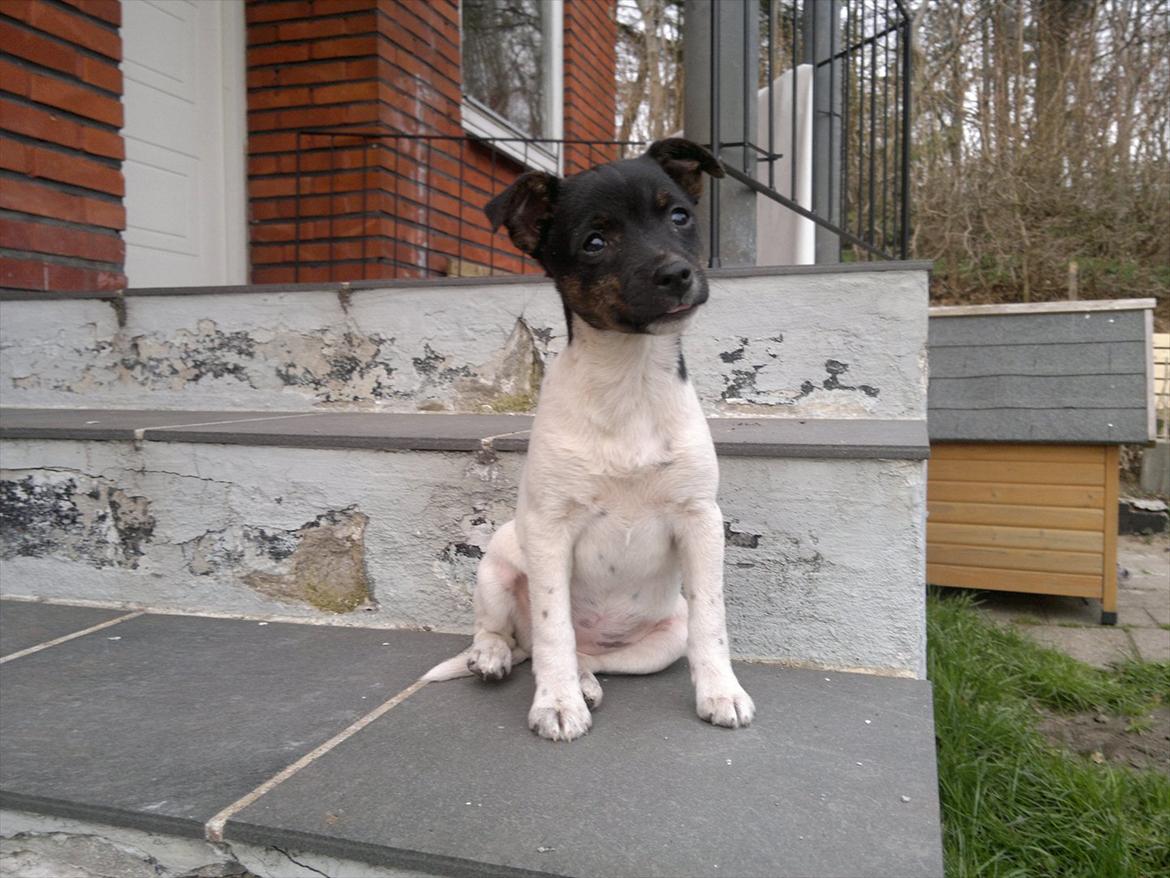 Dansk svensk gaardhund Shila - Miin lille baby <33 billede 3