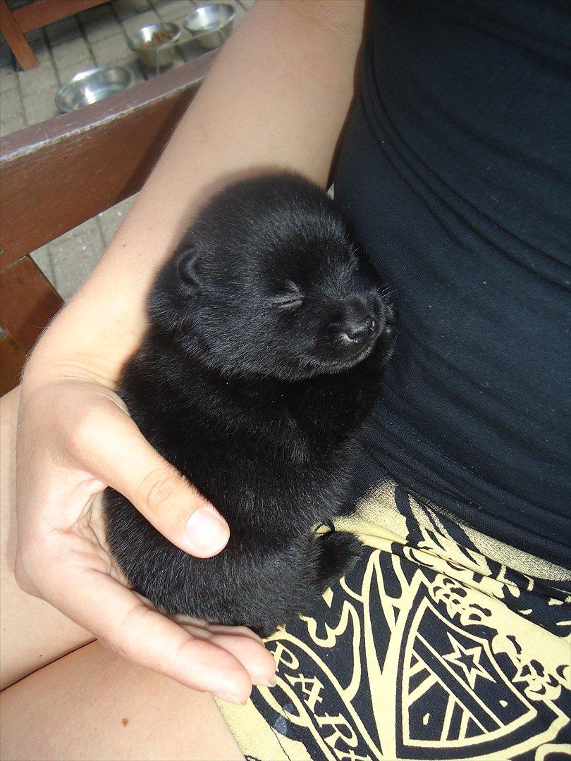 Schipperke Pri-wat Emil (Ludo) - første møde med bette manden <3 eller passer ikke helt, var også på besøg da han lå i mavsen af hans mor <3  billede 8