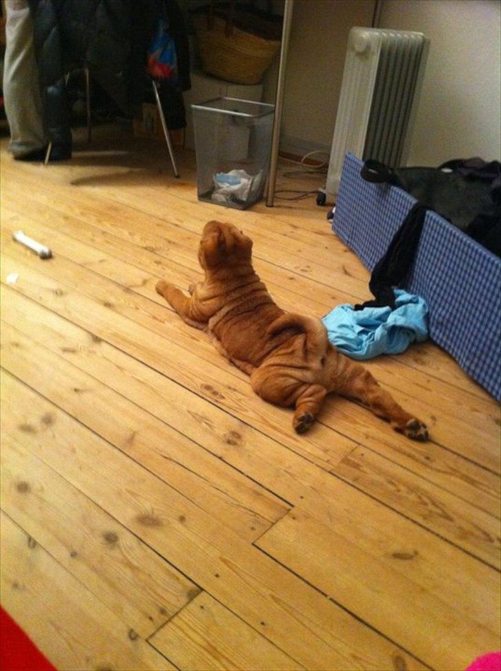 Shar pei Belle - En lille skrubbe billede 9